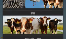 动物叫声大全视频,揭秘大自然中的声音密码